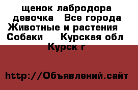 щенок лабродора девочка - Все города Животные и растения » Собаки   . Курская обл.,Курск г.